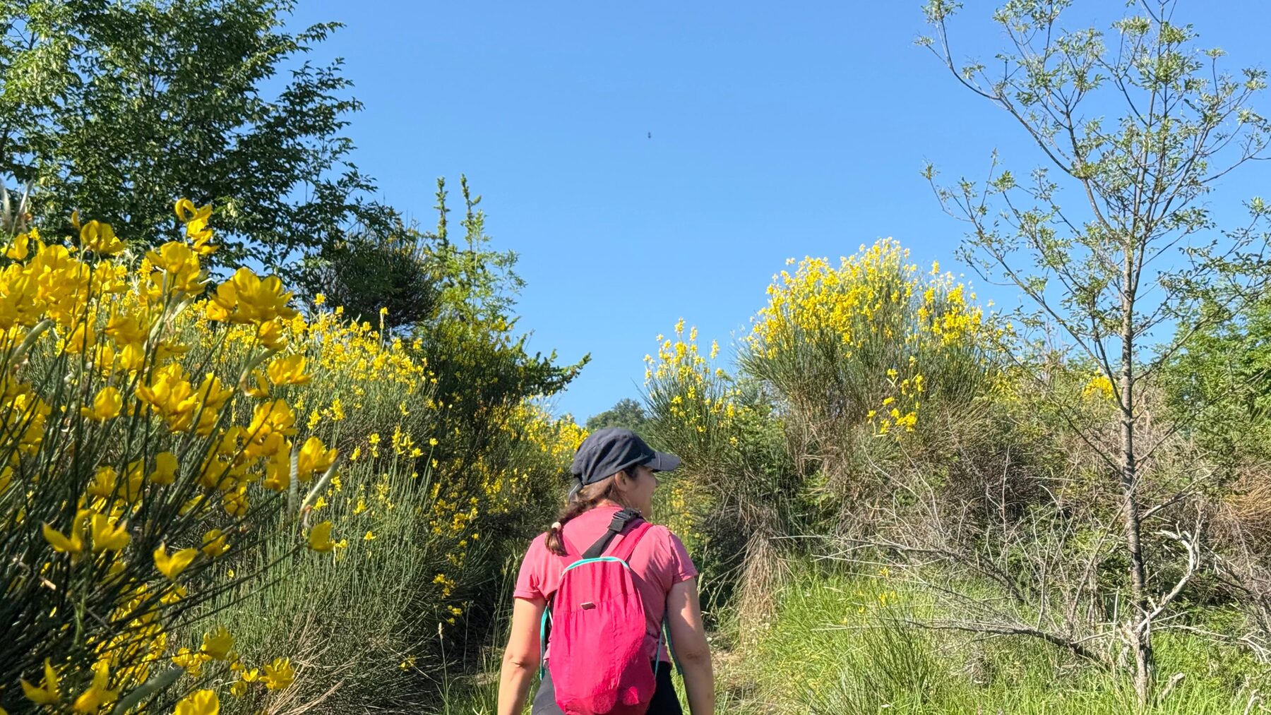 Sentiero tra le ginestre in fiore