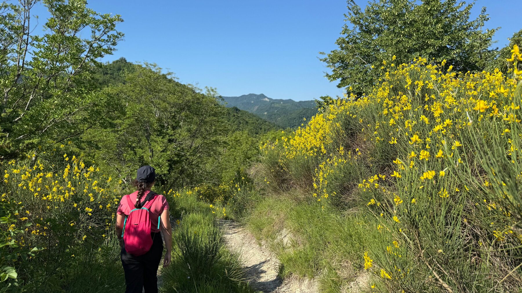 Sentiero tra le ginestre, vista sulle colline